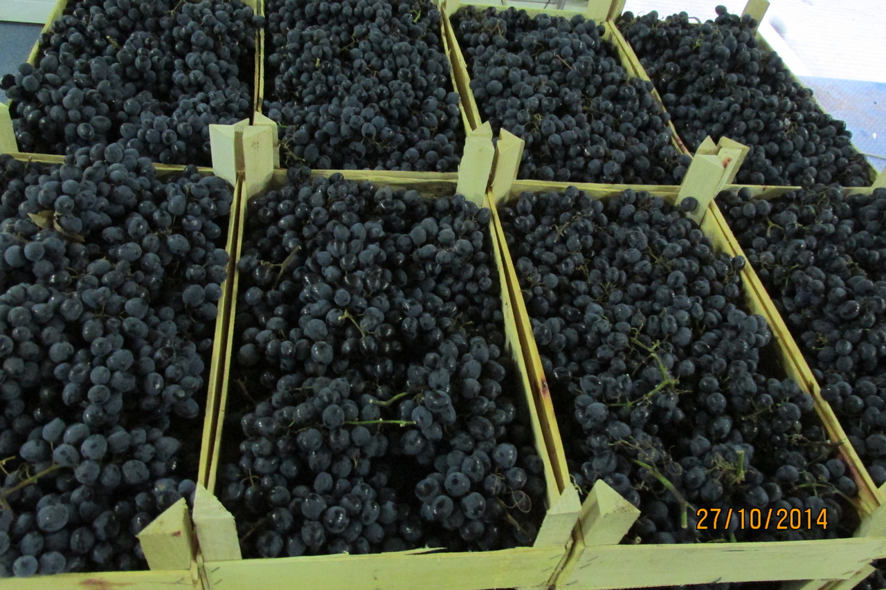 Где Купить Виноград В Новосибирске