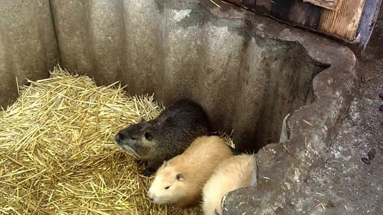 Нутрия содержание в домашних условиях Нутрия содержание в домашних условиях