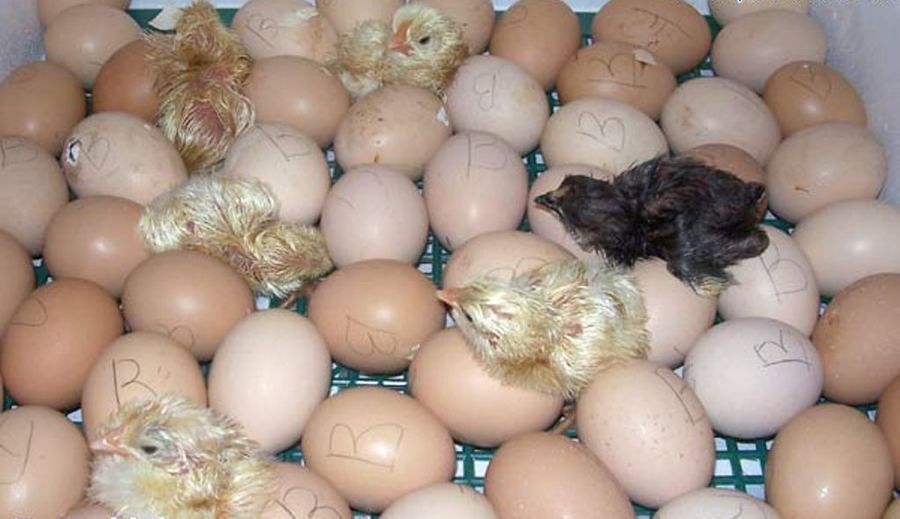 Выращивание цыпленка из яйца в домашних условиях
