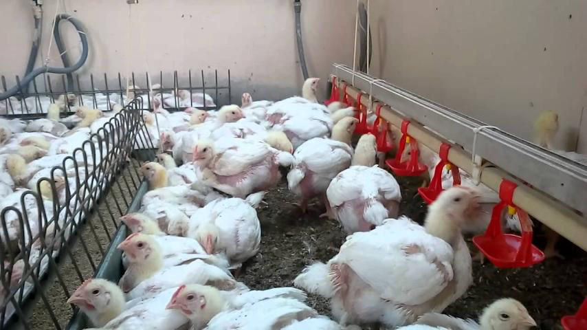 Купить Цыплят В Интернет Магазине