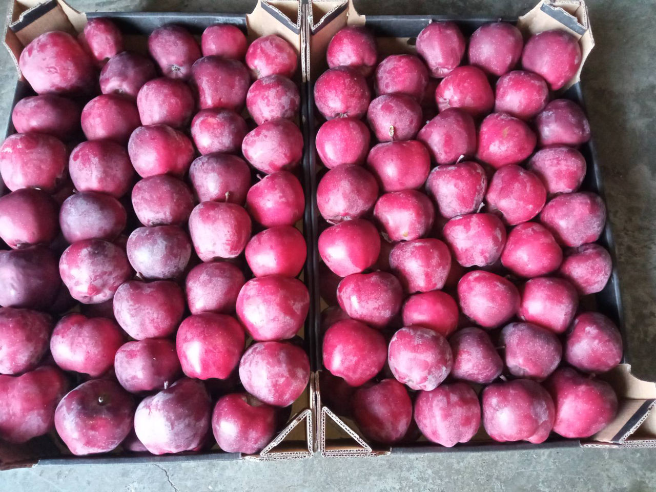 Яблоки Роял Гала Фото – Telegraph