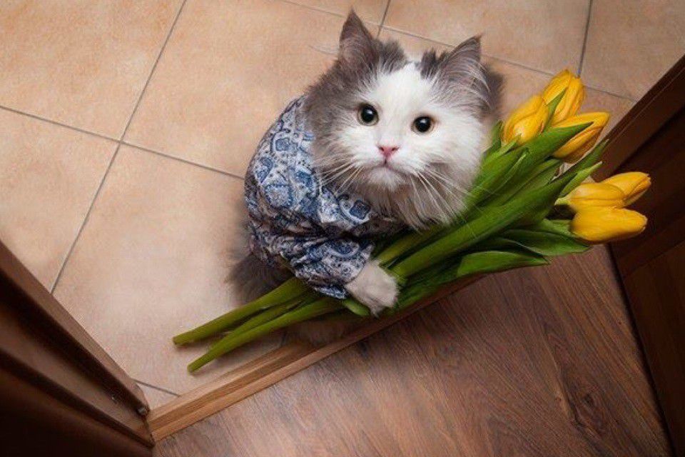 Цветы котики Цветы котики
