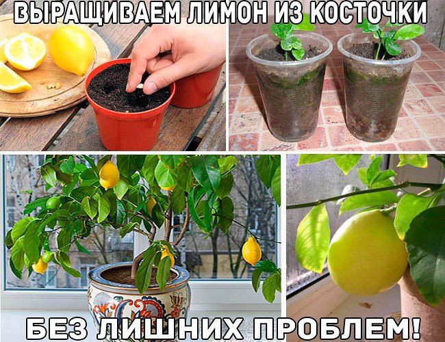 Как вырастить лимон из семечек в домашних условиях Как вырастить лимон из семечек в домашних условиях