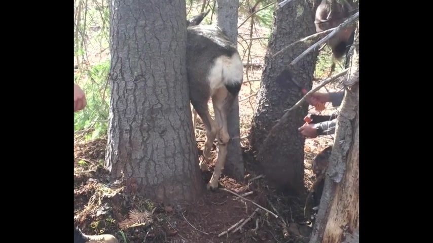 Девушка в лесу застряла между деревьями и была согласна на всё