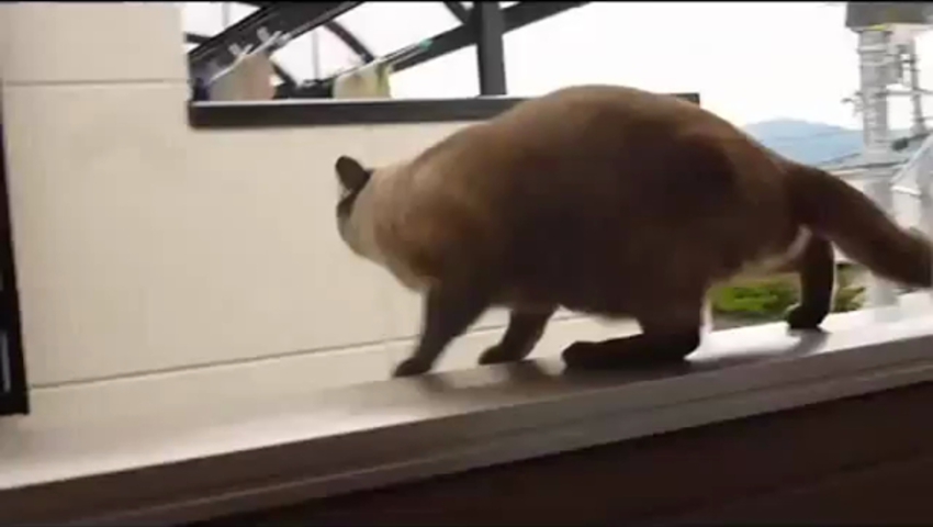 fat lady falling off table №80530 fat lady falling off table № 80529