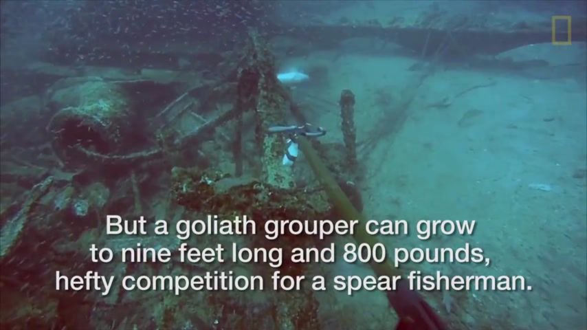 Watch Square Grouper Dailymotion