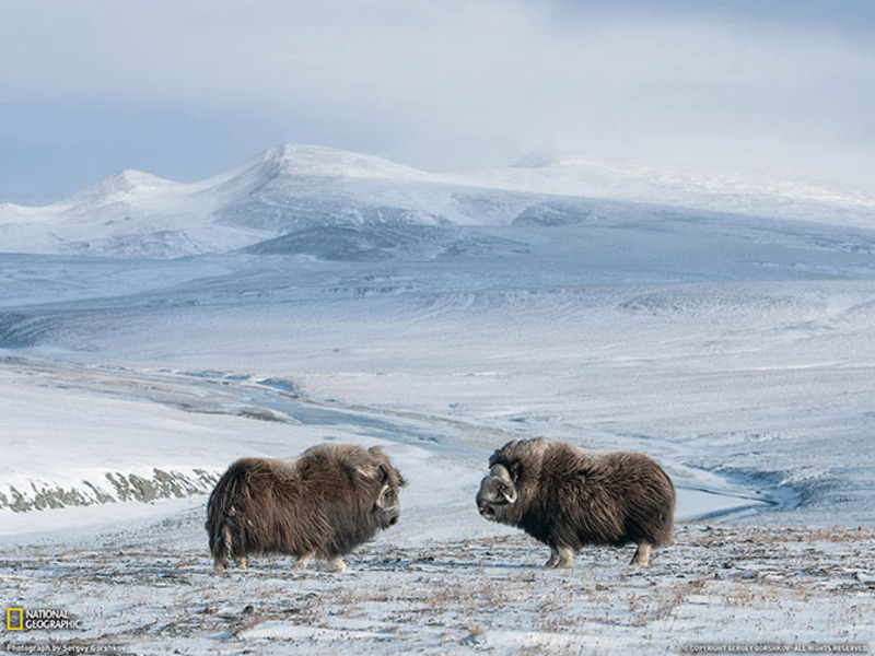 Лучшие фотографии National Geographic за июль 2013