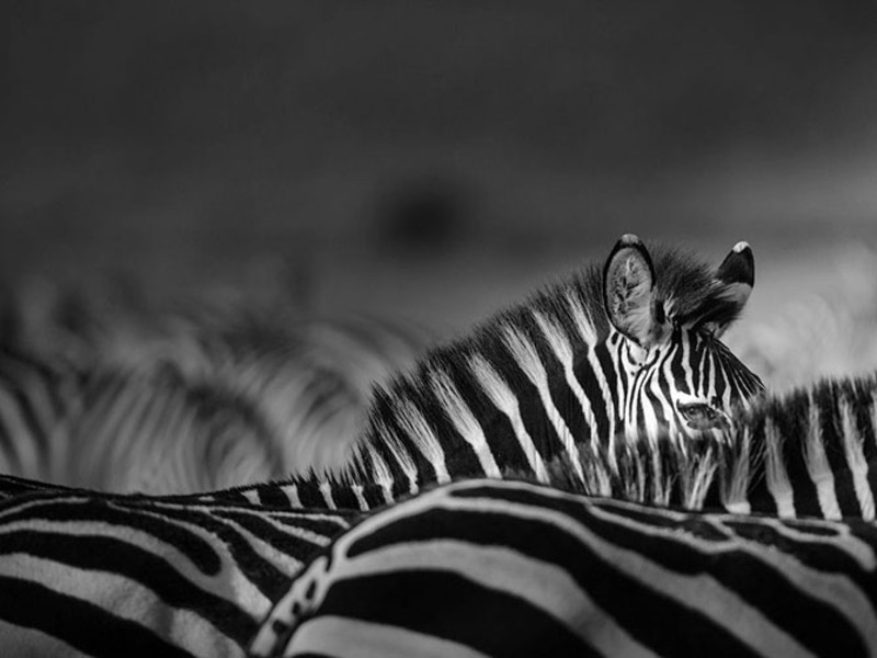 Лучшие фотографии National Geographic за июль 2013