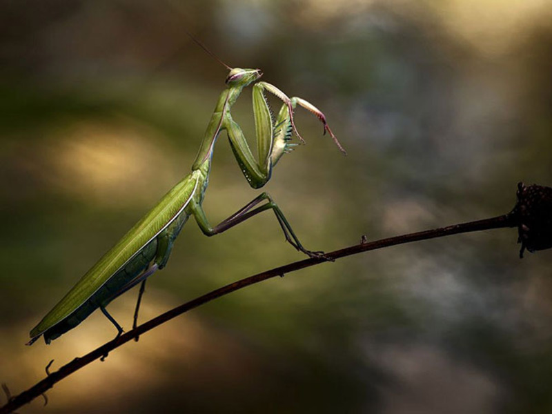 Лучшие фотографии National Geographic за июль 2013