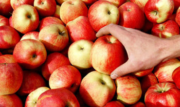 Лидер социалистов отметил, что результатом длительных переговоров с российскими коллегами стало возобновление экспорта яблок в Российскую Федерацию.