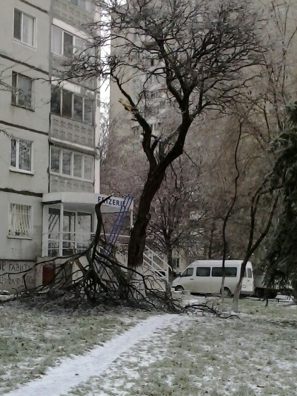 В Кишиневе продолжают падать обледенелые деревья