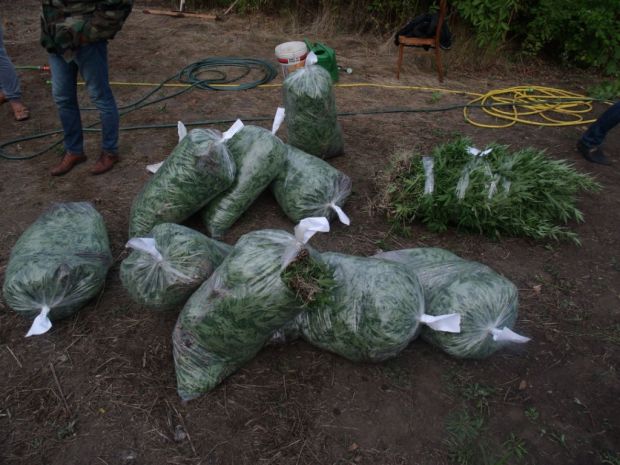 Sute de plante de cânepă, distruse de polițiști la Ialoveni