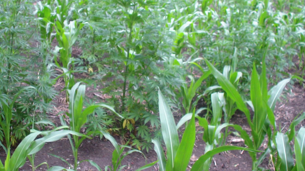 Ce a cultivat un bărbat din Drochia printre porumb