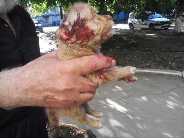 Cățeluși fără stăpân de doar o lună, omorâți cu cruzime. Povestea cutremurătoare a bărbatului care-i îngrijea