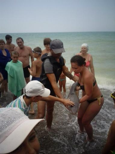 В Крыму пляжники фотографировались с выброшенной на берег акулой, пока та не умерла