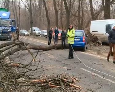 В Кишиневе дерево упало на автомобиль