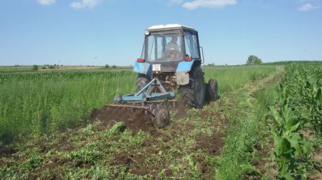 Peste opt hectare cu cânepă depistate de poliţiştii de frontieră