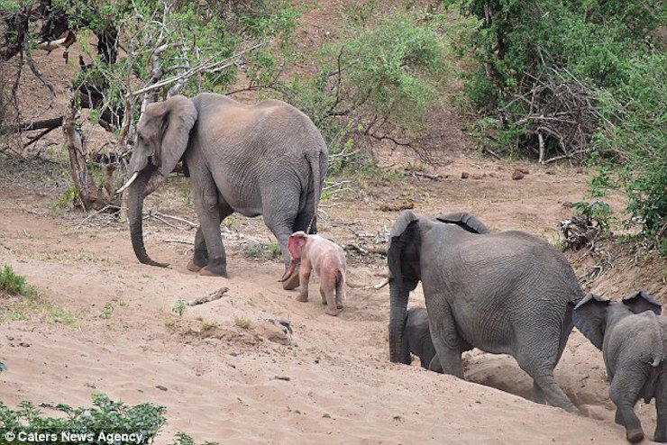 Un pui de elefant neobișnuit a fost surprins de un turist
