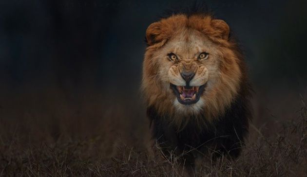 La un pas de moarte: Un fotograf a reuşit să surprindă în imagini atacul unui leu care se pregătea să-l sfâşie
