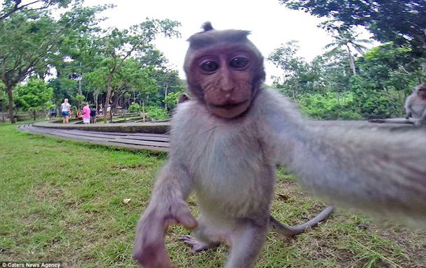 На Бали макака сделала селфи на камеру GoPro
