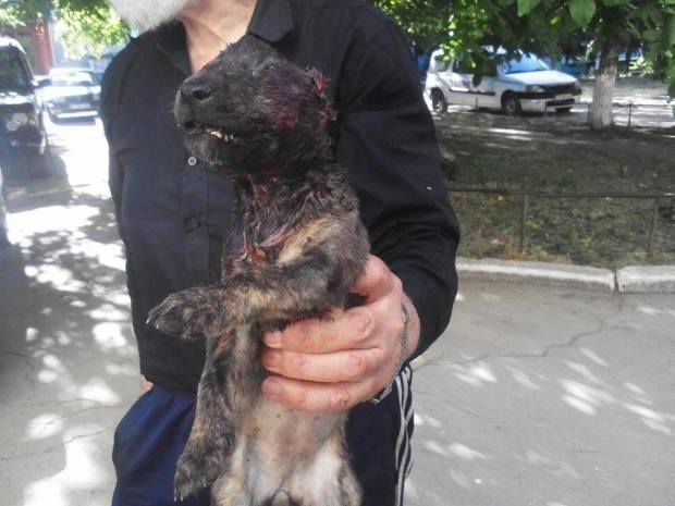 Cățeluși fără stăpân de doar o lună, omorâți cu cruzime. Povestea cutremurătoare a bărbatului care-i îngrijea