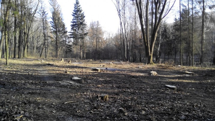 Городские власти до сих пор не определились, что будет на месте спиленных деревьев в Кишиневе