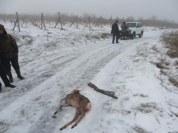 Braconierii moldoveni au mai omorât o căprioară, la Cimișlia