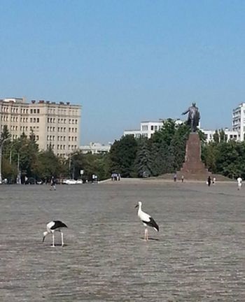 По центру Харькова разгуливают аисты