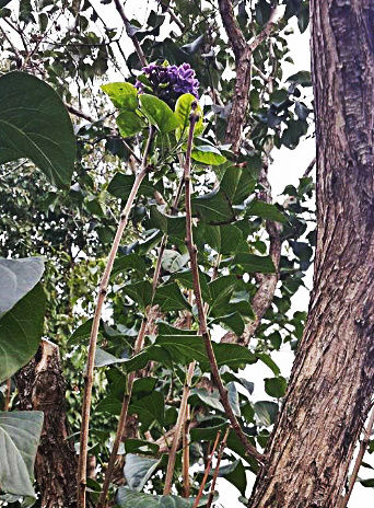 Cu liliac in floare, in zile reci de toamna