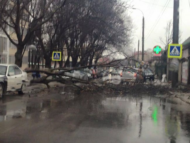 Vantul puternic doboara copacii, in capitala