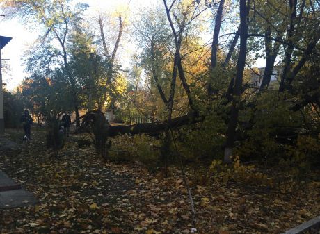 Ветер в Кишиневе ломает деревья и мнет машины