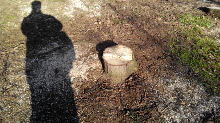 Городские власти до сих пор не определились, что будет на месте спиленных деревьев в Кишиневе