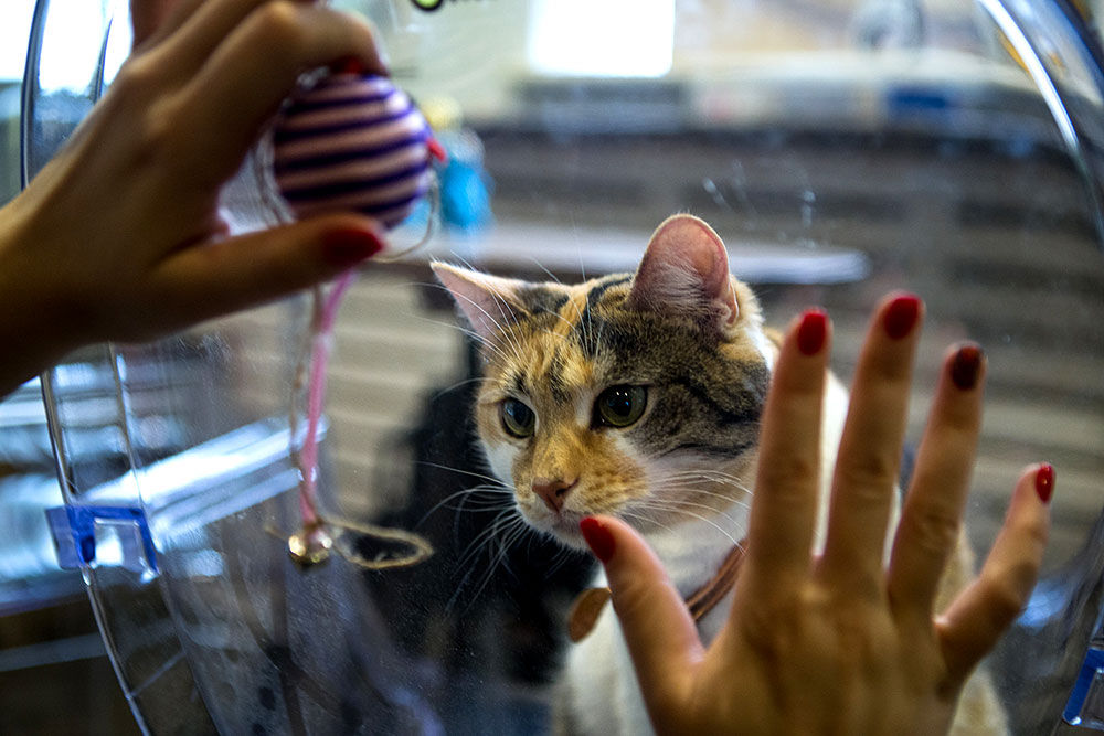 В Москве открылось первое японское котокафе