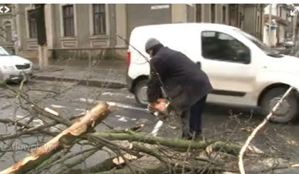 Несколько деревьев в Кишиневе повалено ветром