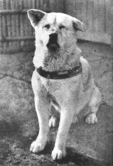 Ultima fotografie a lui Hachiko, cel mai loial câine din lume
