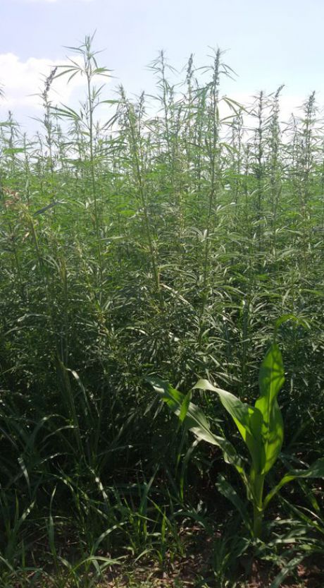 Peste opt hectare cu cânepă depistate de poliţiştii de frontieră