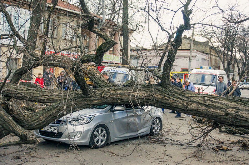 В Одессе огромное дерево упало на проезжавший автомобиль