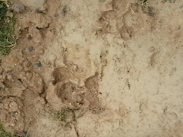 В Париже сотни полицейских ловят тигра, который попал на видео
