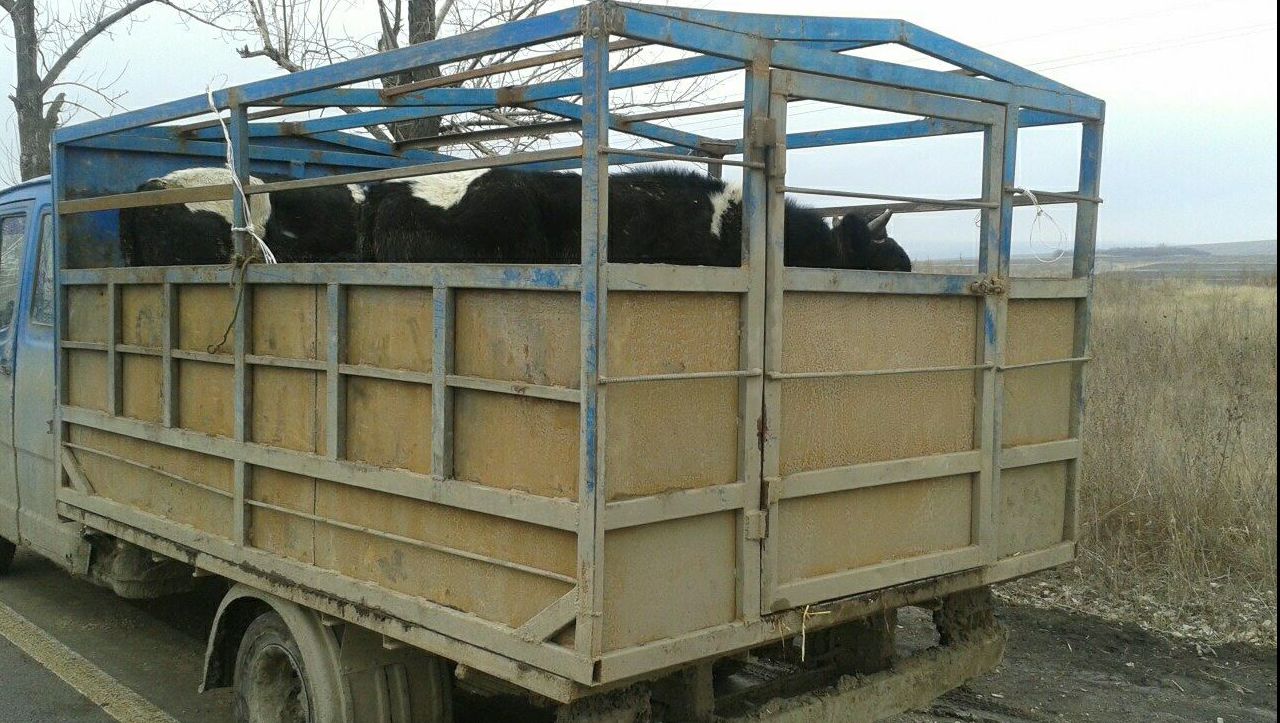 Во Флорештском районе задержан грузовик с пятью коровами