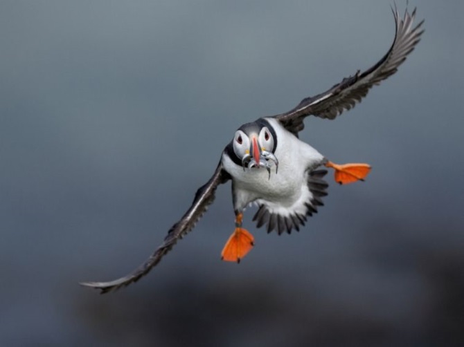 Лучшие фотографии National Geographic за июль