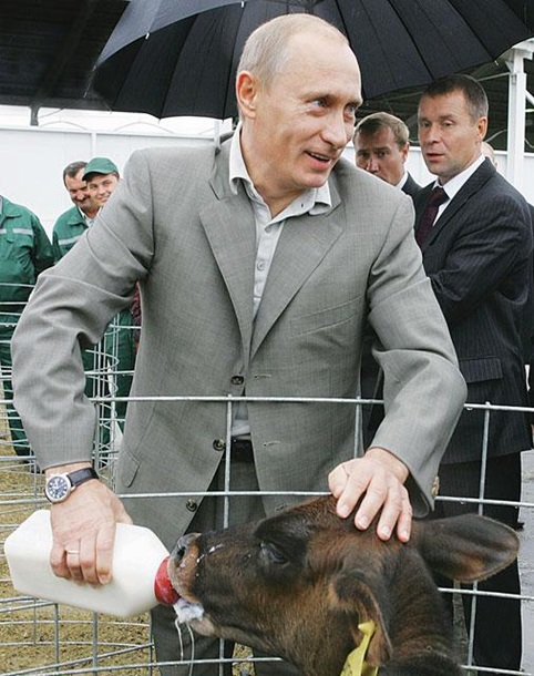 Тигр Путина сбежал в Китай "из-за бродячего характера"