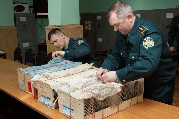 Гражданин Молдовы пытался вывезти из России 60 канареек