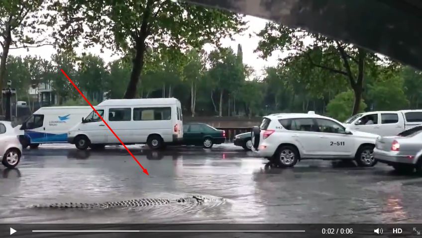 Жителям Тбилиси рекомендовали оставаться дома из-за сбежавших хищников