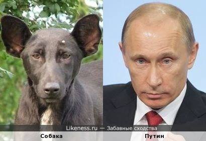 Câinele care seamănă cu Putin, vedetă în publicitate