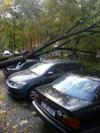 Рухнувшее дерево повредило четыре автомобиля в столице