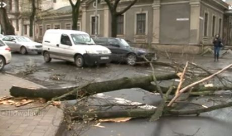 Несколько деревьев в Кишиневе повалено ветром
