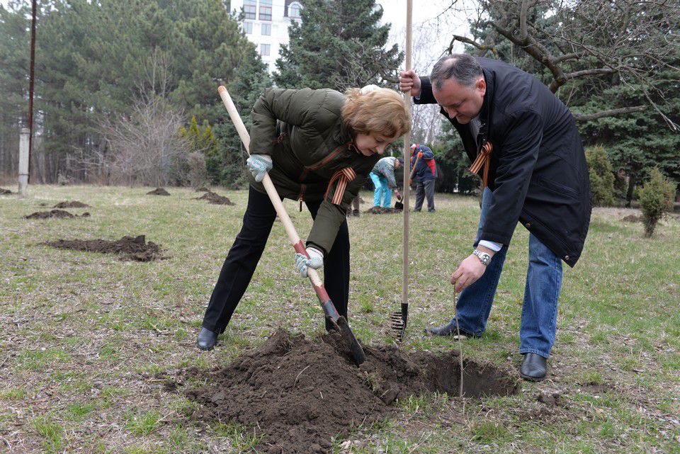 Rușine bărbaților socialiști. Zinaida Greceanîi sapă, iar Igor Dodon și Ion Ceban țin copăceii