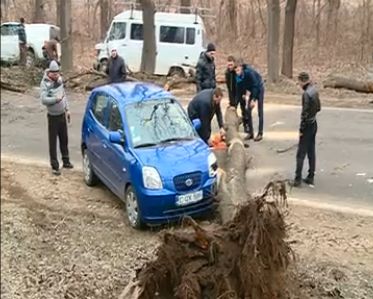 В Кишиневе дерево упало на автомобиль