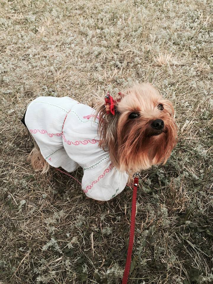 Un cățeluș de rasă îmbrăcat în ie