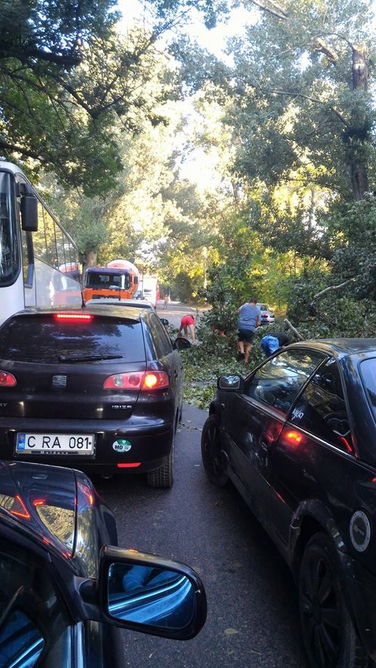 Circulație blocată pe strada Muncești: Un copac căzut la pământ a paralizat traficul